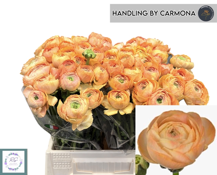 <h4>RANUNCULUS OV</h4>