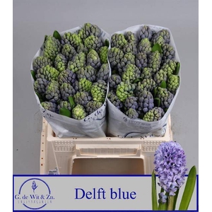 HYAC DELFT BLUE