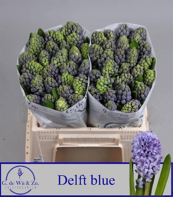 <h4>HYAC DELFT BLUE</h4>