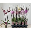 Phal Gem