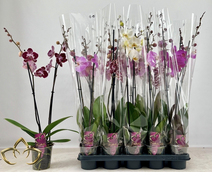 Phal Gem