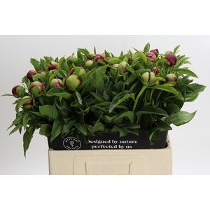 Paeonia Red Charm