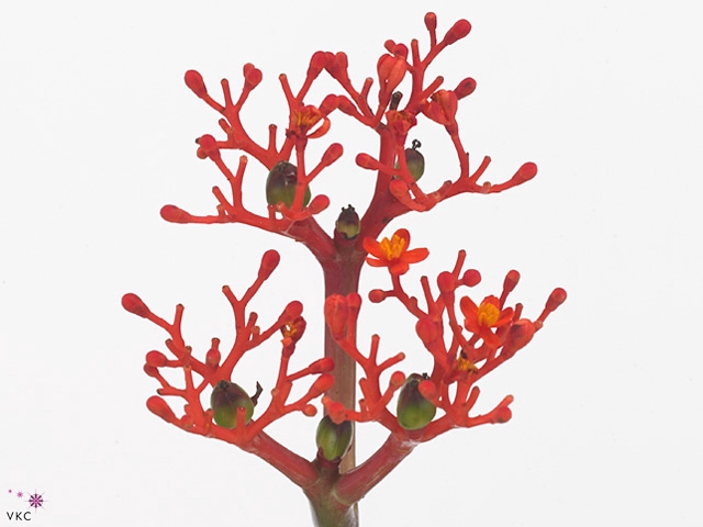 Jatropha P Firecrack