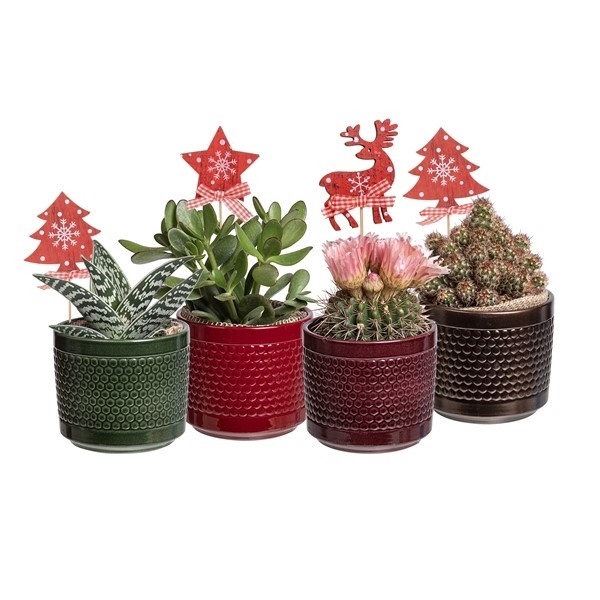 <h4>MIX CACTUS AND SUCCULENTS IN BUBBLE FANTASY POT Ø 12 WITH DECORATIVE CHRISTMAS PICK - PLATEAU 4 PCS</h4>