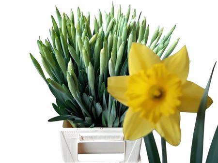 <h4>Narc T Dutch Master</h4>