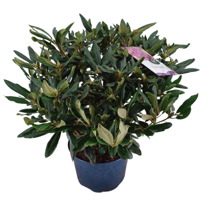 <h4>Rhododendron 70-80 /15 liter 'Marcel Menard'</h4>