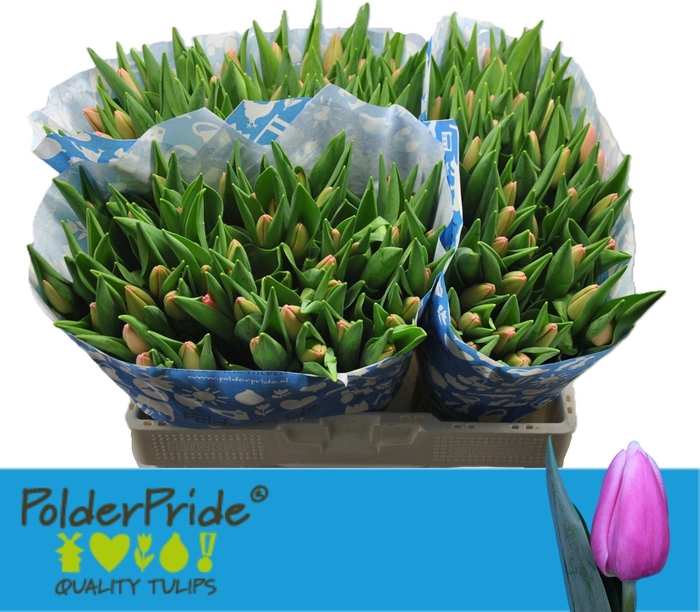 <h4>TULIPA EN 'TRESOR'</h4>
