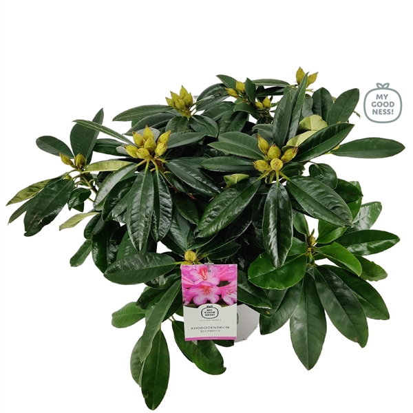 <h4>Rhododendron 40-50 /5 liter 'Eucharitis'</h4>