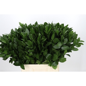 RUSCUS HYPOPHYLLUM