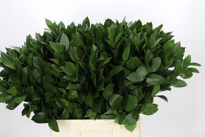 <h4>RUSCUS HYPOPHYLLUM</h4>
