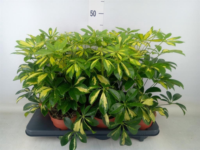 <h4>Schefflera arbor. 'Gerda'</h4>