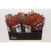 Rozenbottel Autumn Rosefruits