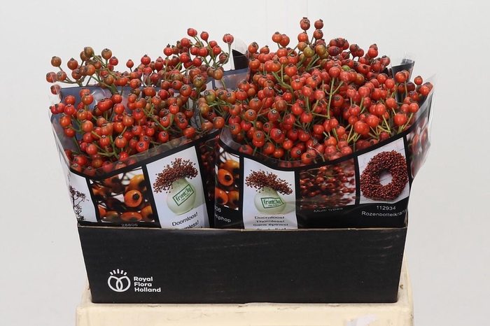 Rozenbottel Autumn Rosefruits