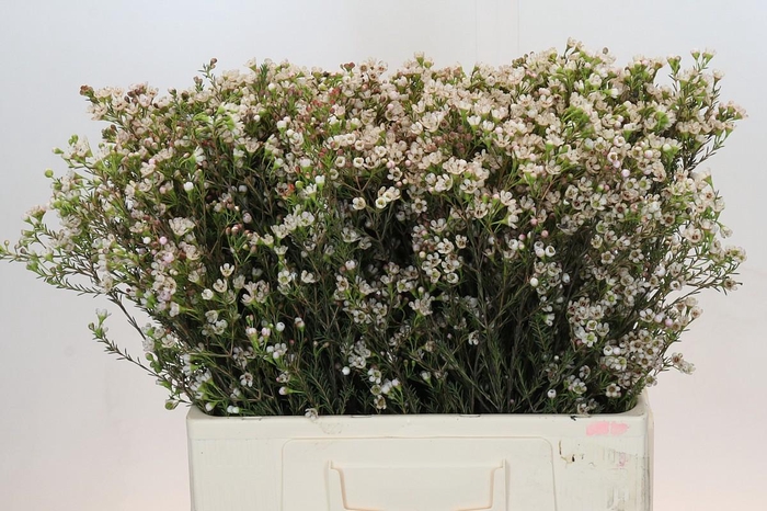 <h4>Chamelaucium Blondie</h4>