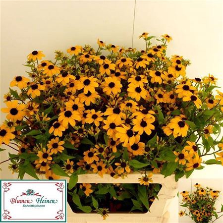 <h4>Rudbeckia Nitida</h4>