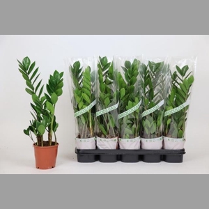 ZAMIO ZAMIIFOLIA