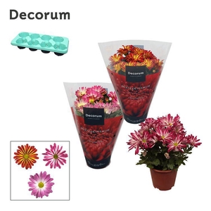 Chrysanne® Margarita Bicolor Mix full cc