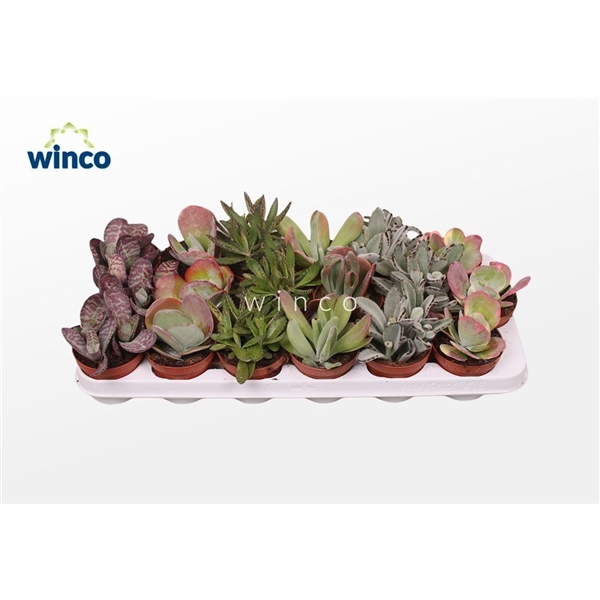<h4>Kalanchoe Mix</h4>