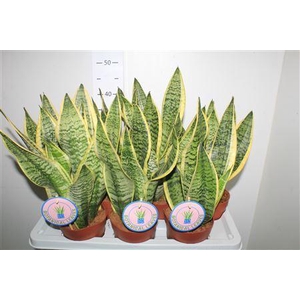 Sansev Futura Superb