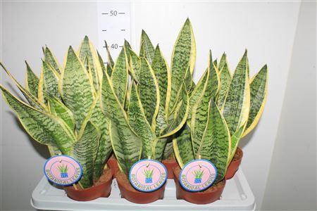 <h4>Sansev Futura Superb</h4>