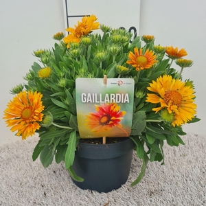 Gaillardia Spintop Mango P19