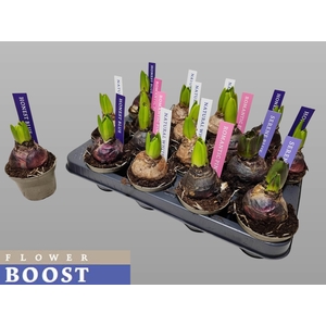 HYACIN PEAR GEM 4 KL