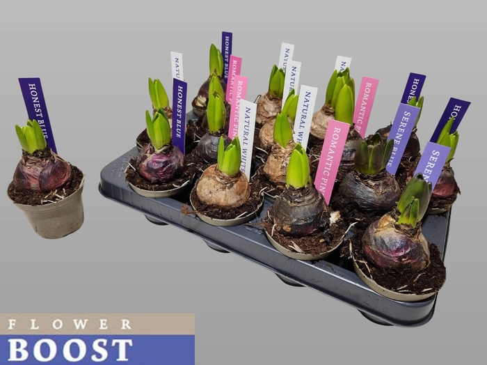 <h4>HYACIN PEAR GEM 4 KL</h4>