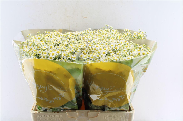 <h4>Tanacetum Single Vegmo</h4>