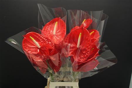 <h4>Anthurium Rambla</h4>