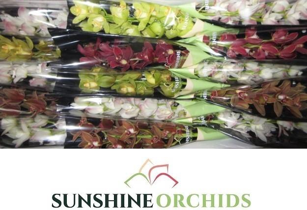 <h4>CYMB MI GEM</h4>