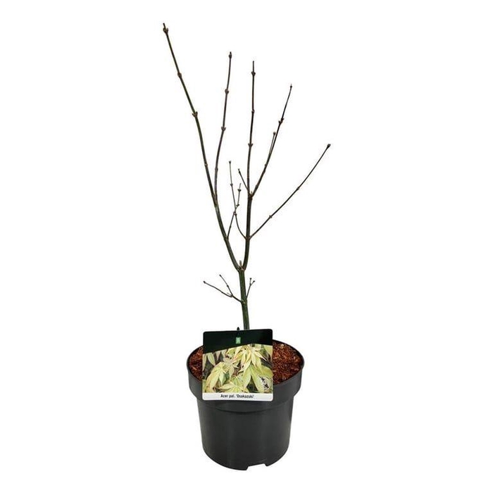 <h4>Acer pal. 'Osakazuki'</h4>