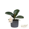 FICUS ELASTICA P7 SOFIA RAW BLACK