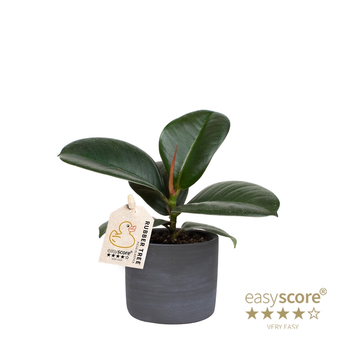 FICUS ELASTICA P7 SOFIA RAW BLACK