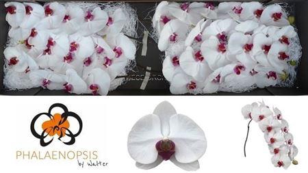 <h4>Phal Red Lips</h4>