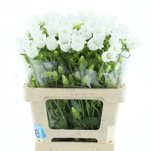 CAMP M CHAMPION WHIT