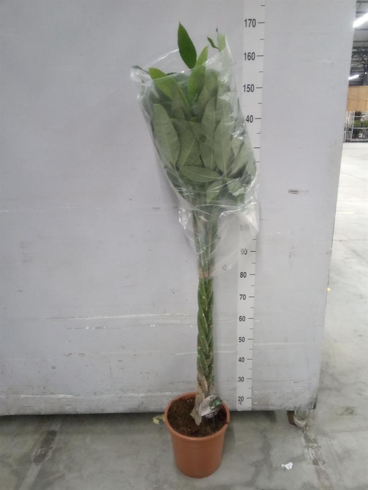 <h4>Pachira aquatica</h4>