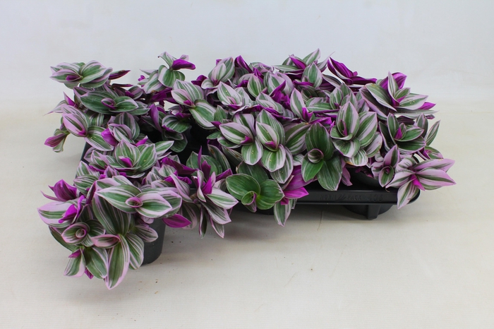 <h4>TRAD CE NANOUK</h4>