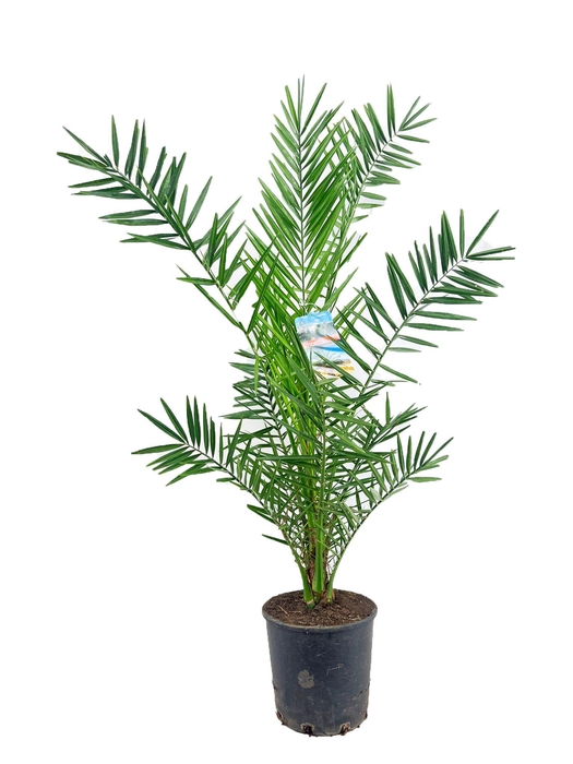<h4>Phoenix canariensis</h4>