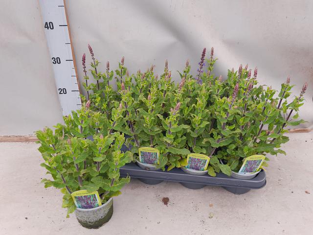 Salvia nemorosa 12Ø 35cm