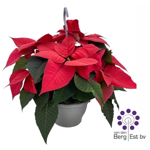 Euphorbia Pulcherrima (Poinsettia) Rood 20 CM