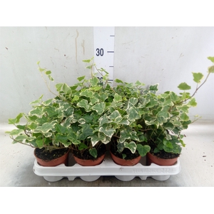 Hedera helix 'White Wonder'