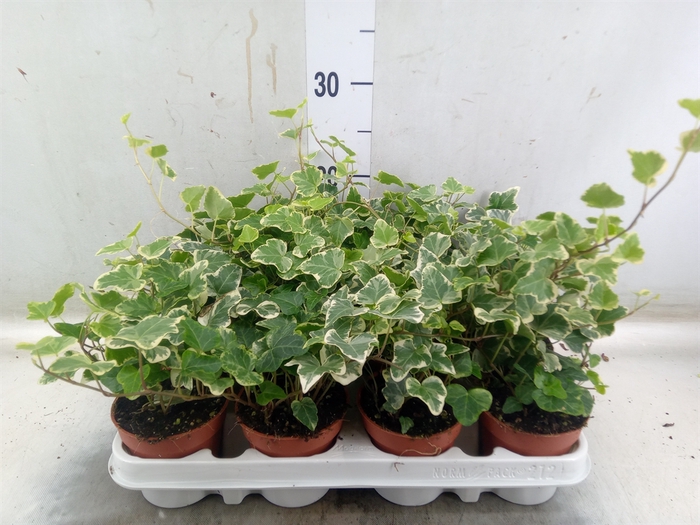 <h4>Hedera helix 'White Wonder'</h4>