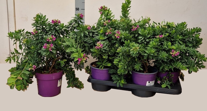 <h4>POLYGA MYRTIFOLIA</h4>