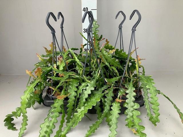 <h4>Epiphyllum anguliger hang 12 cm</h4>
