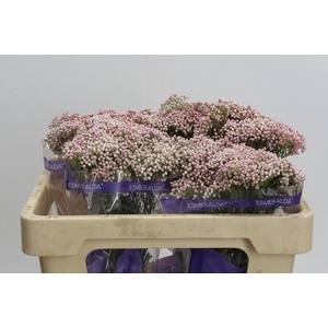 Ozothamnus Cooks Tall Pink