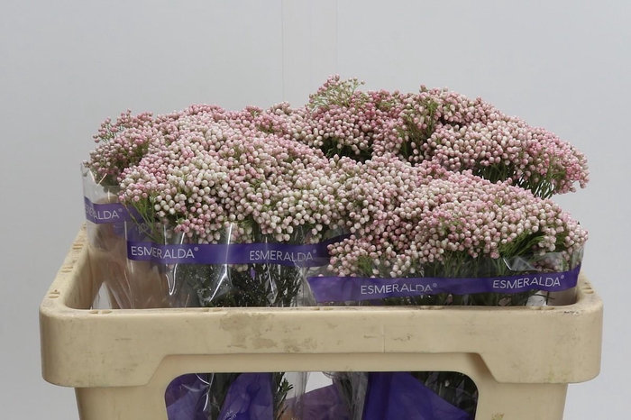 <h4>Ozothamnus Cooks Tall Pink</h4>