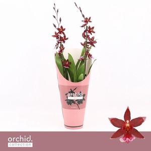 Barrocco Red, 2-spike 65+ cm 'Orchid Collection' Potcover