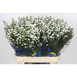 Aster White Gypsy
