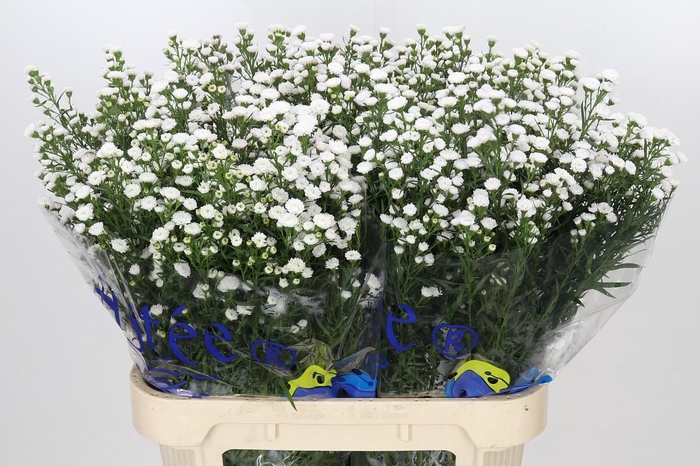 <h4>Aster White Gypsy</h4>