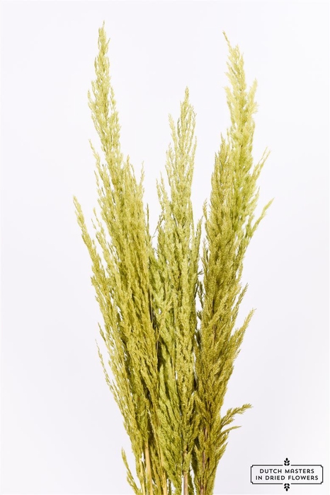 <h4>Dried Pampas Gras Apple Green ( 8 Stems ) Bunch</h4>